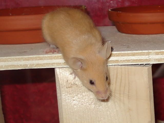 lemmimaus002.jpg