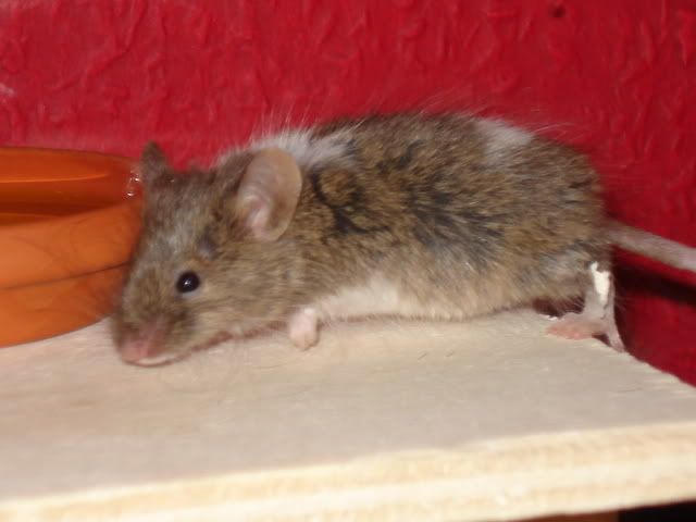 lemmimaus005.jpg