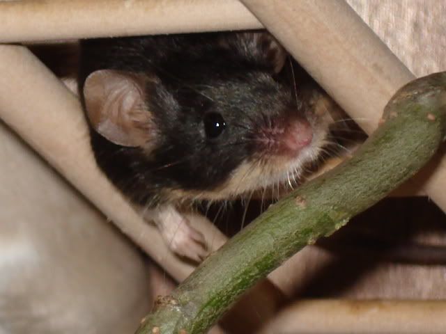 nhm001.jpg