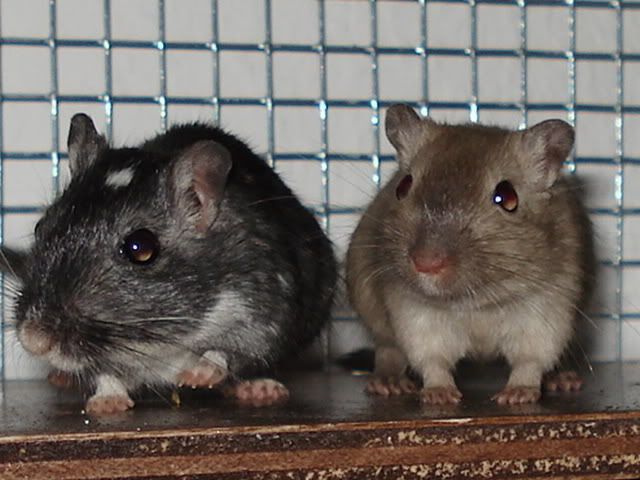 wildtierhilfe013.jpg