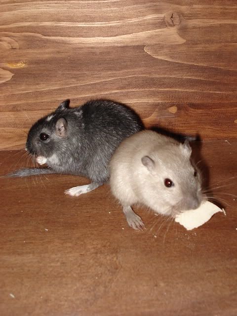 wildtierhilfe019.jpg