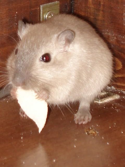 wildtierhilfe022.jpg