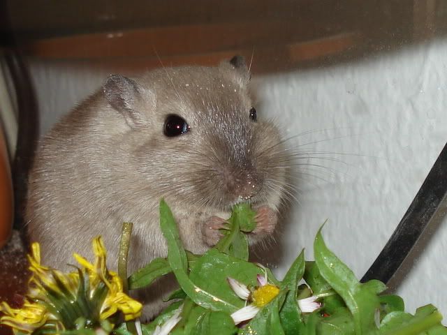 wildtierhilfe_april07005.jpg