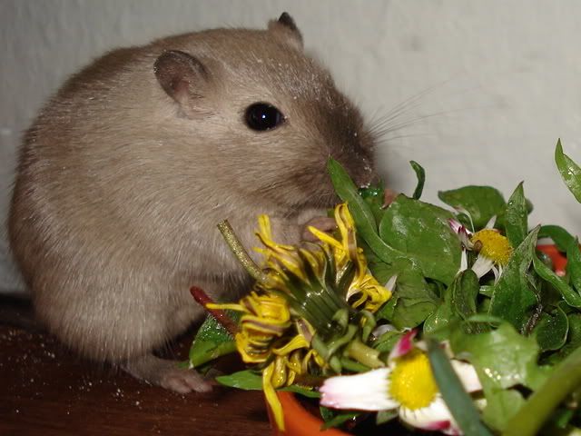 wildtierhilfe_april07006.jpg