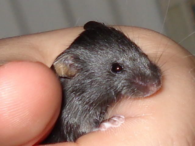 wrmchen001.jpg