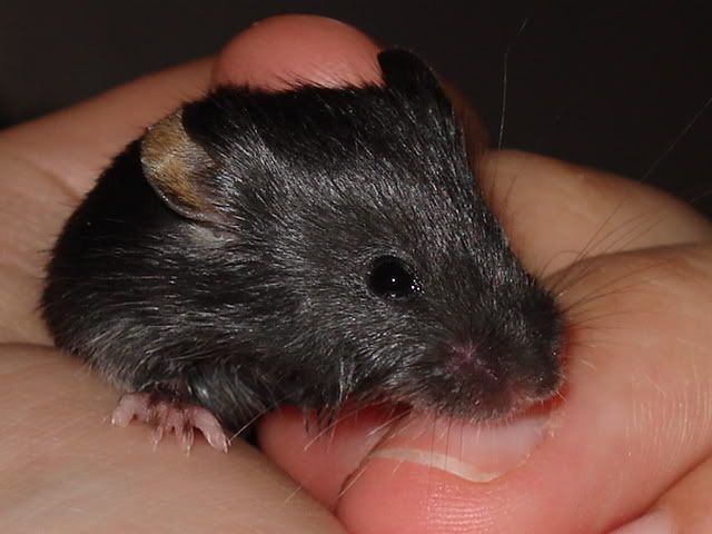 wrmchen002.jpg