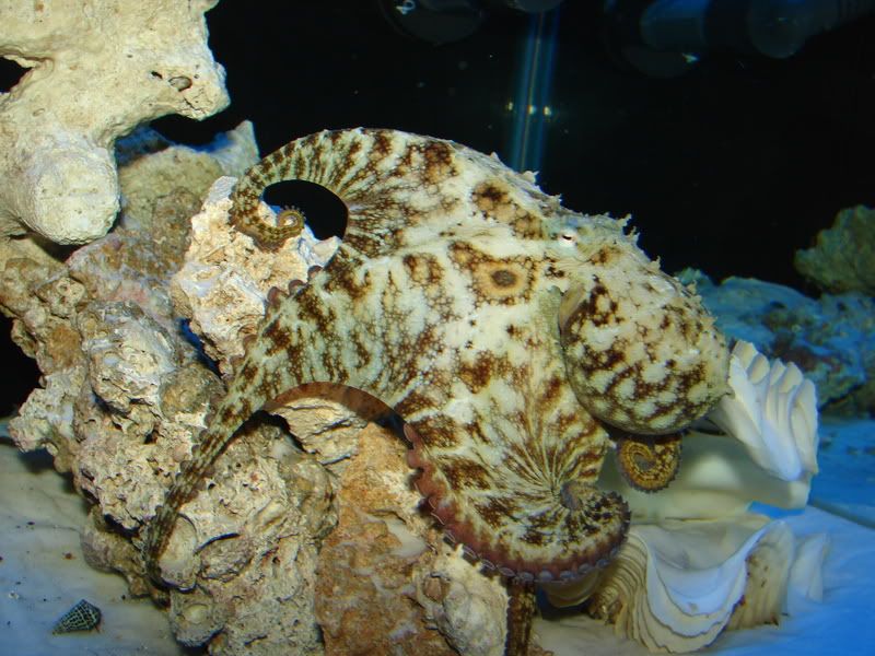 Bimac Octopus