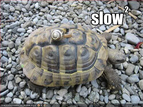 [Image: funny-pictures-a-snail-rides-a-turt.jpg]