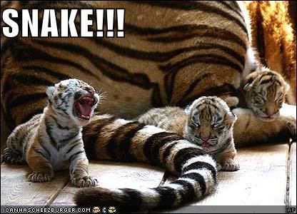 [Image: funny-pictures-baby-tiger-sees-his-.jpg]