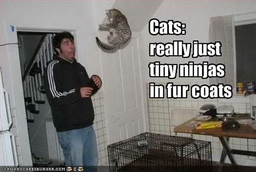[Image: funny-pictures-cats-are-tiny-ninjas.jpg]