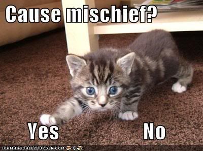 [Image: funny-pictures-kitten-decides-wheth.jpg]