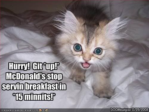 [Image: funny-pictures-kitten-needs-breakfa.jpg]