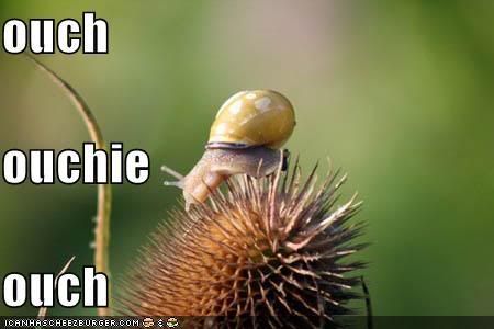 [Image: funny-pictures-snail-regrets-climbi.jpg]