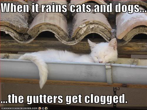 [Image: funny-pictures-the-gutters-are-clog.jpg]