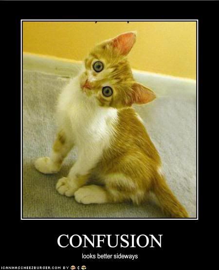 [Image: funny-pictures-this-kitten-is-confu.jpg]