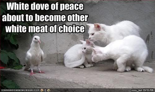 [Image: funny-pictures-white-dove-is-about-.jpg]
