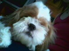 Image hosted by Photobucket.com