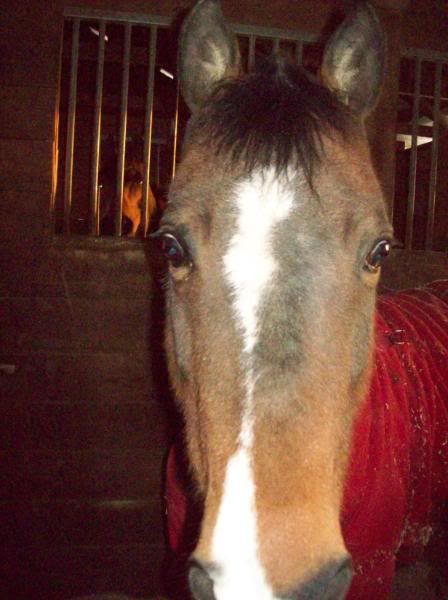 horse face markings. Face Markings: Star strip and