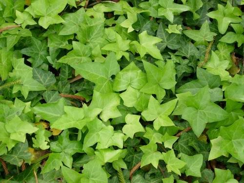 Image hosted by Photobucket.com