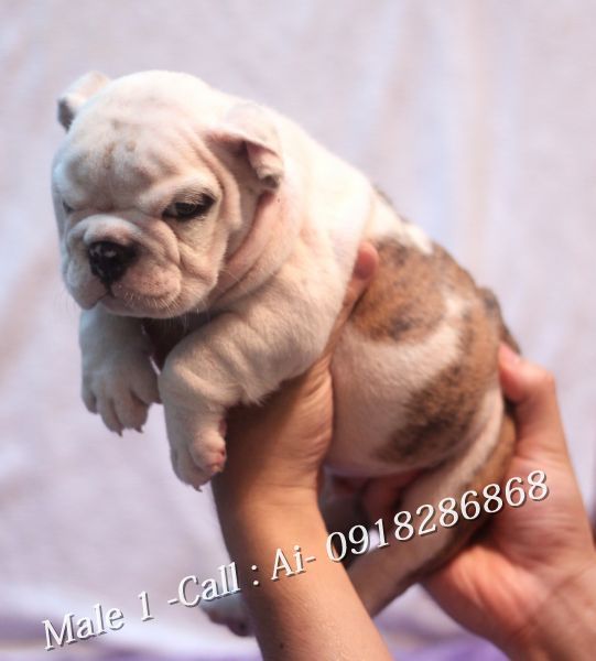 TQ - HCM Cần bán bầy Englishbulldog thuần chủng 100% có giấy khai sinh VKA cấp - 5