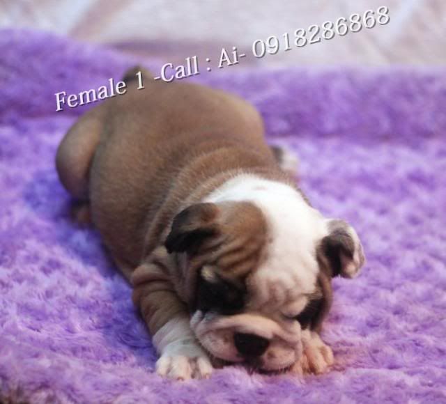 TQ - HCM Cần bán bầy Englishbulldog thuần chủng 100% có giấy khai sinh VKA cấp - 12