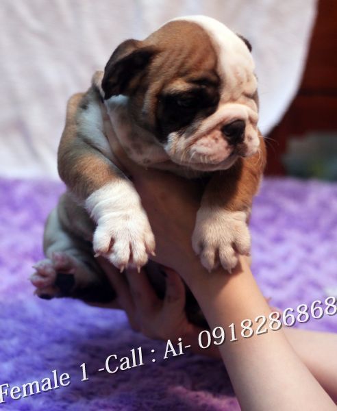 TQ - HCM Cần bán bầy Englishbulldog thuần chủng 100% có giấy khai sinh VKA cấp - 11
