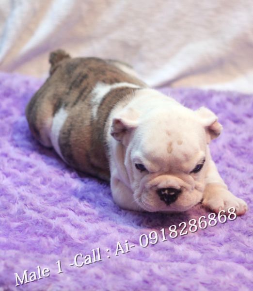 TQ - HCM Cần bán bầy Englishbulldog thuần chủng 100% có giấy khai sinh VKA cấp - 4