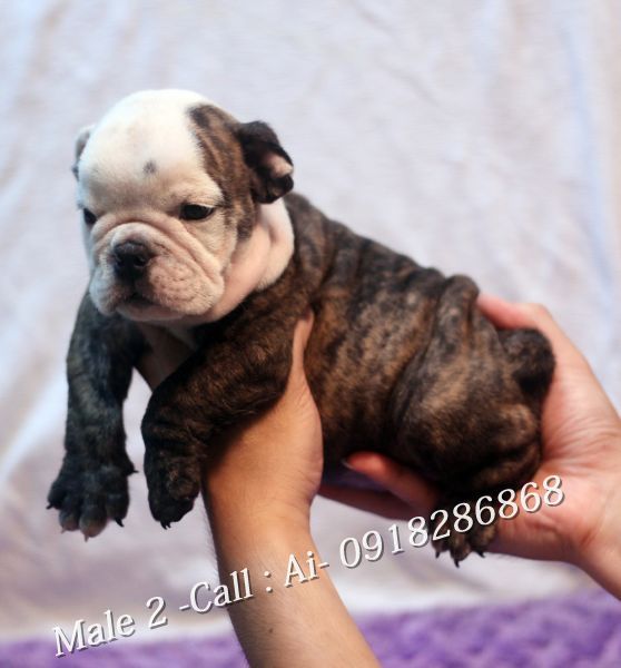 TQ - HCM Cần bán bầy Englishbulldog thuần chủng 100% có giấy khai sinh VKA cấp - 6