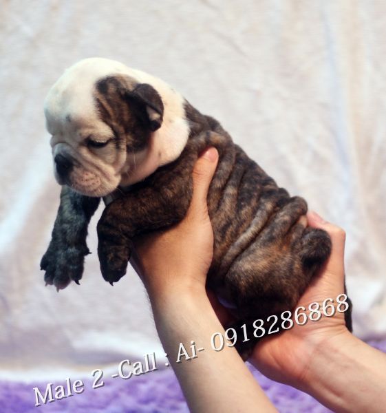 TQ - HCM Cần bán bầy Englishbulldog thuần chủng 100% có giấy khai sinh VKA cấp - 7