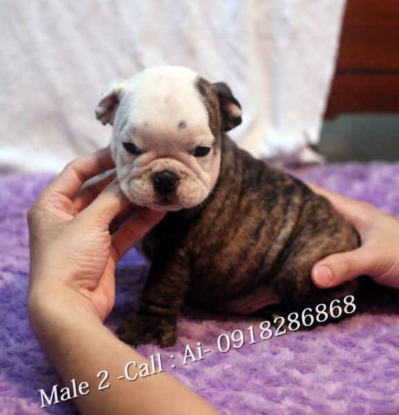 TQ - HCM Cần bán bầy Englishbulldog thuần chủng 100% có giấy khai sinh VKA cấp - 8