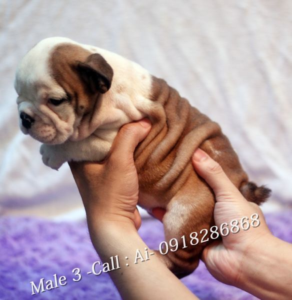 TQ - HCM Cần bán bầy Englishbulldog thuần chủng 100% có giấy khai sinh VKA cấp - 9