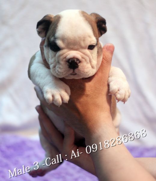 TQ - HCM Cần bán bầy Englishbulldog thuần chủng 100% có giấy khai sinh VKA cấp - 10