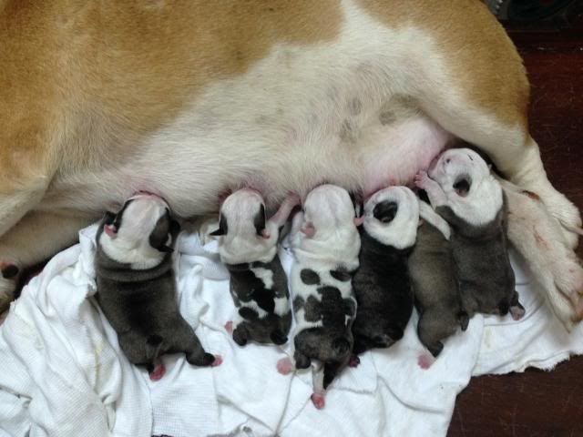 TQ - HCM Cần bán bầy Englishbulldog thuần chủng 100% có giấy khai sinh VKA cấp - 2