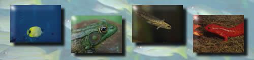 Frog Zoology Introduction To Phylum | RM. Frog Zoology Introduction To Phylum | RM.