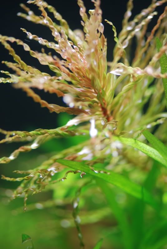ludwigia inclinata sp curly
