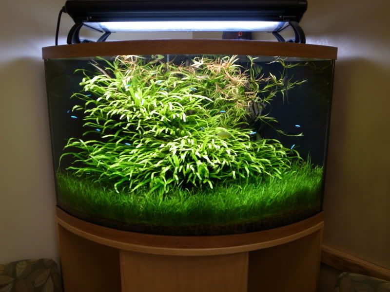 How to scape a corner aquarium??? Aquascaping Aquatic Plant Central