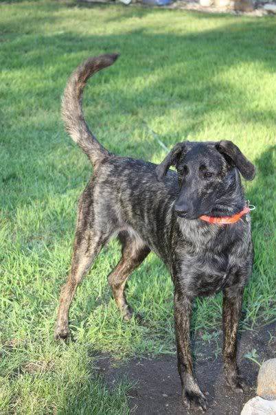 Catahoula Cur Dog Brindle http://www.dogforums.com/general-dog-forum ... Catahoula Cur Dog Brindle http://www.dogforums.com/general-dog-forum ...