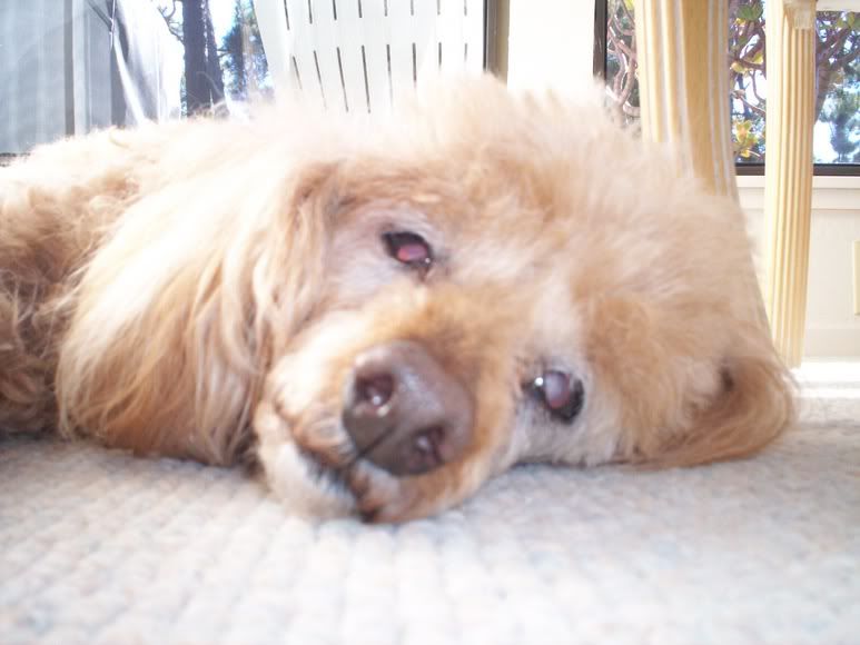 It is time- RIP Goldie  :(