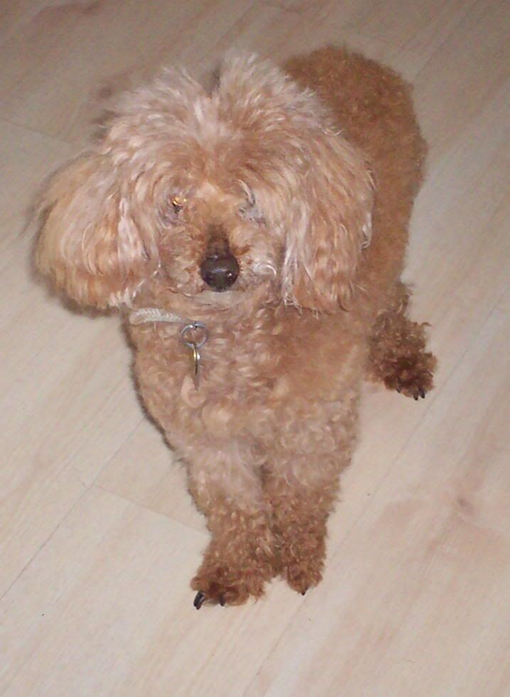 It is time- RIP Goldie  :(