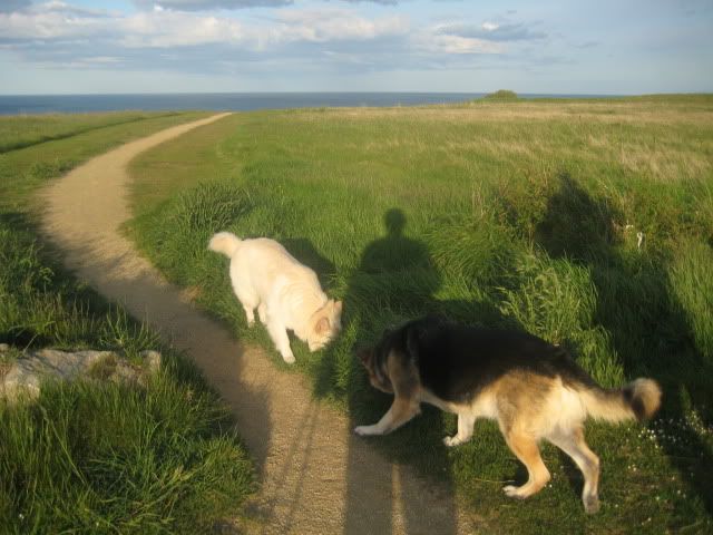 Pup210509001.jpg