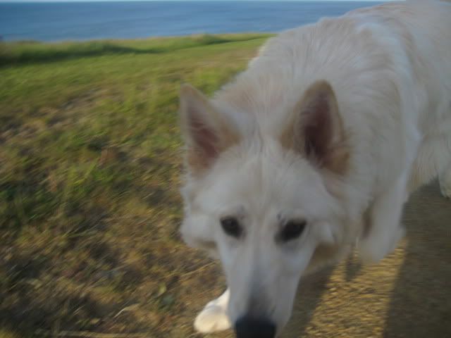 Pup210509006.jpg
