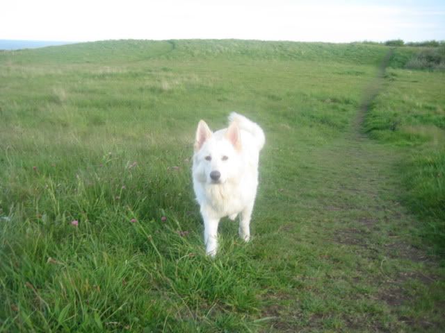 Pup210509007.jpg
