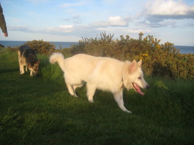Pup210509012.jpg