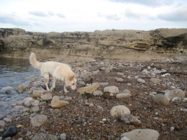 Pup210509014.jpg