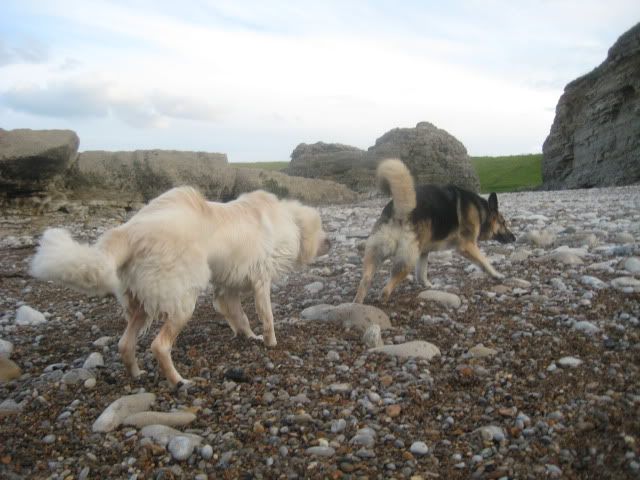 Pup210509015.jpg