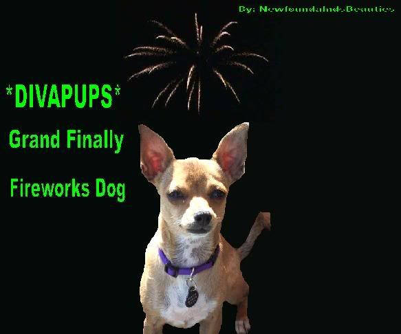 Grand Finally Fireworks Dog