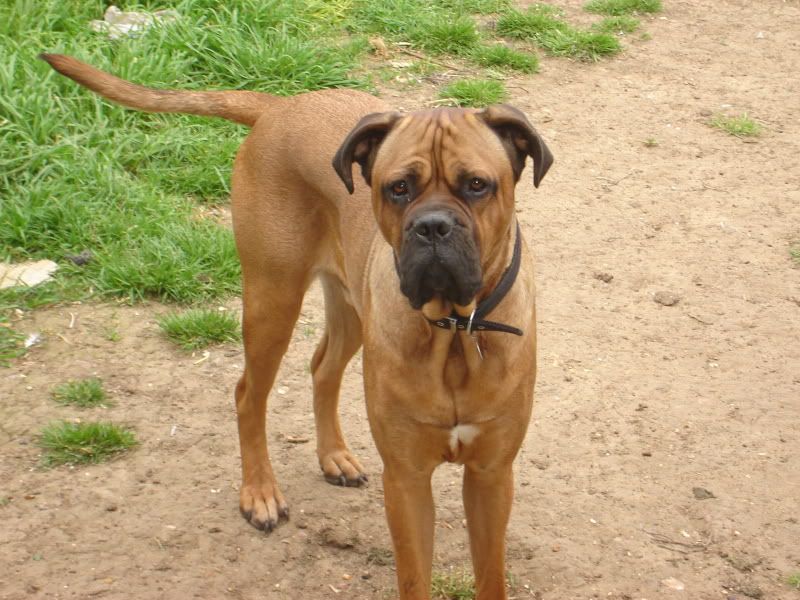 Bullmastiff X