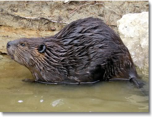 beaver.jpg