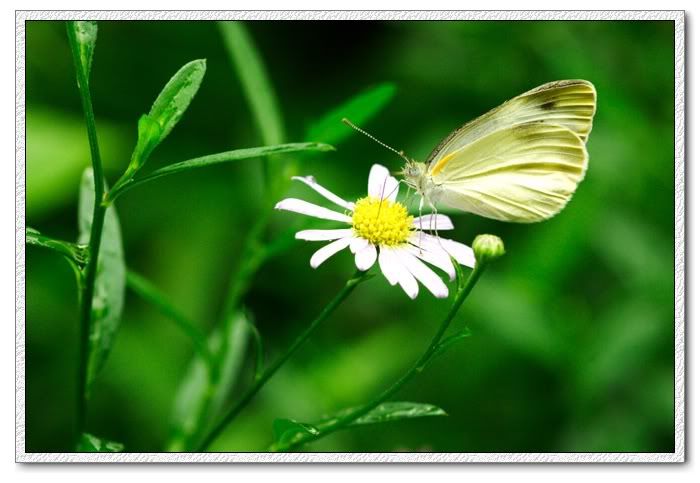940703_macro_world_03.jpg