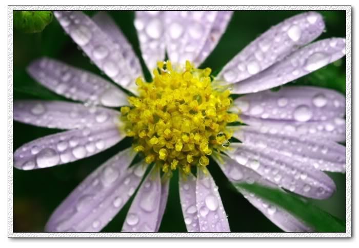 940703_macro_world_04.jpg